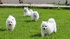 Японски обхваща: външен вид, здраве, отличителни функции